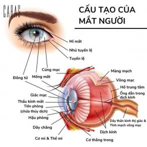 MỐNG MẮT